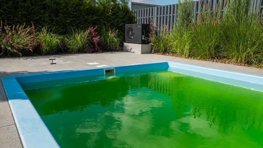 Understanding Algae and How Our Temecula Pool Service Company Helps to Keep It From Growing